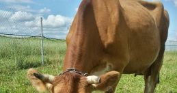 Brown cow grazing on lush green grass under a blue sky, representing farm life and sustainable agriculture.