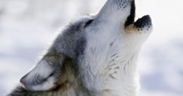 Wolf Howl If you are looking for a classic of a wolf howl, then the Wolf Howl Classic is the perfect choice for you.