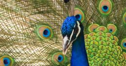 Vibrant peacock displaying iridescent blue and green feathers with striking eye patterns, showcasing its majestic beauty.