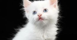 Little Cat The first that fills the air is the gentle purring of a Little Cat. Soft and rhythmic, like a soothing