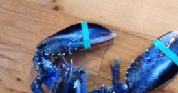 Blue Lobster The of "BLUE LOBSTER" echoes through the depths of the ocean, a mysterious and enigmatic call that draws in