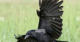 Crow The of "Attacktivate" rang out like a battle cry, piercing through the air with a sense of urgency and determination.