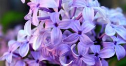 Lilac The of "Lilac, Lilac" evoke a sense of elegance and beauty. The word "lilac" itself conjures images of delicate