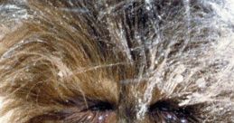 Chewbacca with snowy fur, showcasing his iconic features and friendly expression from the Star Wars universe.