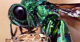 Wasp When you first encounter a wasp, the familiar buzz it produces can be quite alarming. The loud and distinctive of a