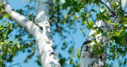 Birch The of rustling leaves in the gentle breeze is like a whisper from the Birch tree itself. The delicate of the leaves