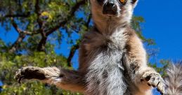 Lemur standing in Madagascar's lush landscape, showcasing its distinctive fur and expressive eyes under a clear blue sky.