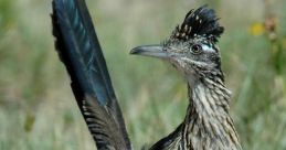 Road Runner The distinctive call of the Road Runner is a that many associate with the iconic cartoon character. The