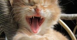 Cat Laugh Soundboard