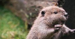 Beaver Dear beaver, the of your gentle splashing and the rhythmic gnawing of wood fills the air with a sense of