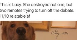 Golden retriever named Lucy with chewed remotes, humorously illustrating relatable pet antics and meme culture.