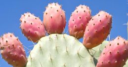 Cacta The air was filled with an energetic buzz as the crowd waited in anticipation, the excitement palpable. Suddenly, the