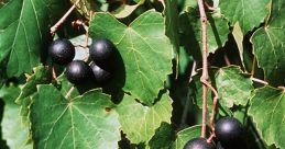 Black grapes growing on lush green vine leaves, showcasing natural beauty and healthy vine cultivation practices.