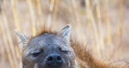 Hyena Laugh The of a hyena laugh is unmistakable. It is a cacophony of wild cackles and barks that echo through the African