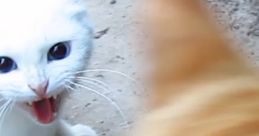 Angry white cat with blue eyes growls at an unseen orange cat, capturing a moment of feline confrontation outdoors.