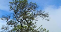 Sandlewood The tranquil whispers of the breeze carried the Aparakeethi Whistle through the air, creating a melodious