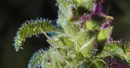 Close-up of vibrant cannabis buds with trichomes, showcasing their lush green and purple hues for marijuana enthusiasts.