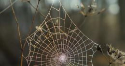 Spider Web The of "boo" echoed through the dark, dimly lit room as I watched the Game Grumps play a video game on my