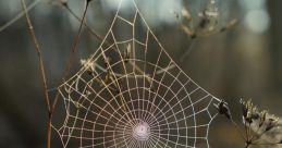 Spider Web Soundboard