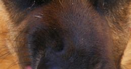 Aggressive dog showing teeth with intense stare, embodying the spirit of "You Kick My Dog" theme in a striking close-up.