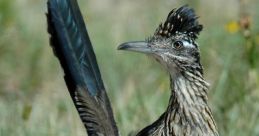 Roadrunner The distinctive of a Roadrunner horn's "beep beep" is instantly recognizable to anyone who has spent time on the