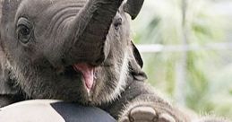 Playful baby elephant enjoying a soccer ball, showcasing hilarious antics that will bring a smile and funny laughs.