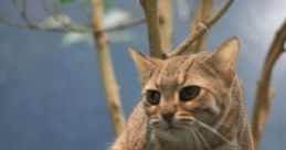 Wild cat perched on a branch, showcasing its distinctive markings and curious expression in a natural habitat setting.