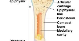 Bone The bone snap echoed through the quiet room, causing a shiver to run down my spine. The sharp, sudden noise made me