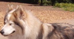 Playful fluffy dog with closed eyes basking in the sun at a park, exuding a charming and funny personality.