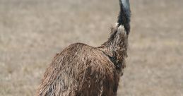 Emu "Ha bu rizeye emucen vefat ettu, Emú." These haunting words echoed through the Australian outback, announcing a somber