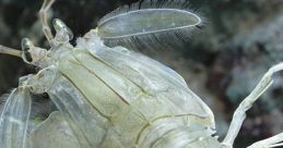 Transparent marine creature with distinct segmented body and long antennae, often found in ocean habitats and ecosystems.