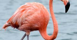 Flamingo The distinctive of a Flamingo announcement echoes through the virtual world, signaling the arrival of a new