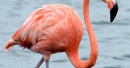Flamingo Soundboard