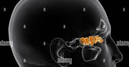 Sinus Sinus. The word itself seems to carry a weight, a heaviness that some may associate with the discomfort that comes