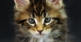 Gatti The of "Gatti" fills the room, a playful and mischievous meow that instantly brings a smile to your face. It's the