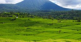 Rice Fields The rice fields are a source of beauty and sustenance, providing a peaceful backdrop to the daily lives of those