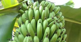 Banaan The sweet and melodic of a tropical paradise fill the air as the word "Banaan" is softly sung. The word dances on