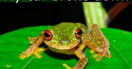 Meme Frog If you're a fan of internet memes, there's a good chance you've come across the Meme Frog at some point. This