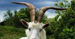 Goat The first that comes to mind when thinking about goats is their distinct bleating noise. The of a goat bleating