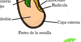 Semilla As the soothing melody of reggae fills the air, the of Los Cafres captivate the listeners. The smooth guitar