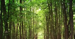 Bosque The surrounding the Bosque are like a symphony of nature, with each note harmonizing with the next. The first 