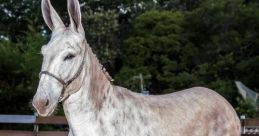 Elegant jumento standing in a sandy arena, showcasing its unique gray coat and distinctive long ears against a green backdrop.