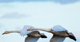 Whooper The of the whooper are unique and unmistakable, carrying across the wilderness to announce their presence with a