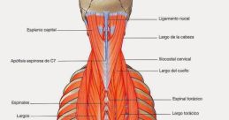 Musculo The first that immediately catches the ear is "Musculoso." This word rolls off the tongue with a powerful force,