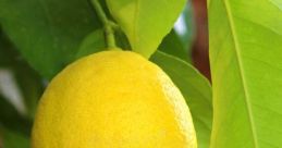 Limon Lemon The "LemonBağış" is a unique and intriguing that immediately captures your attention. It has a sharp and zesty