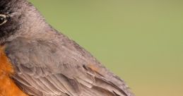 Close-up of a vibrant Robin perched on a stump, showcasing its distinctive orange breast and detailed plumage.