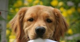 Golden retriever holds a sign saying, "I Will Love You Forever," showcasing the unconditional love of dogs.