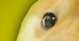 Close-up of a Shiba Inu dog, iconic for the Doge meme, showcasing its expressive face and charming features.