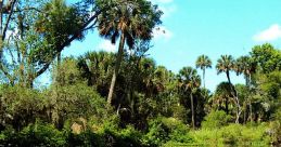 Lush green trees reflecting in tranquil water under a bright blue sky, showcasing the beauty of nature in a serene environment.