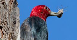 Red-headed woodpecker perched on a tree, holding an insect, showcasing vibrant plumage against a clear blue sky.